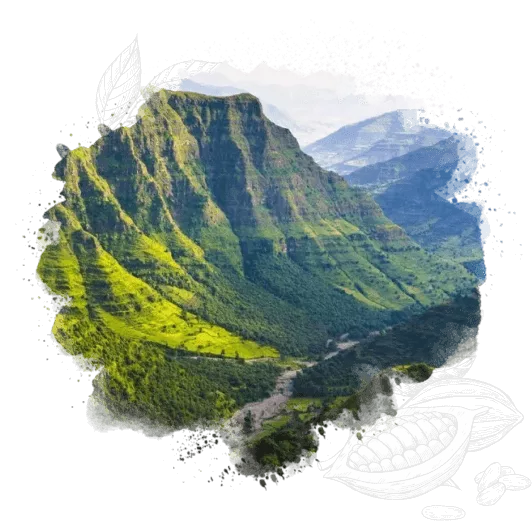 Регіон вирощування кави Ethiopia Sidamo | Illusion.ua